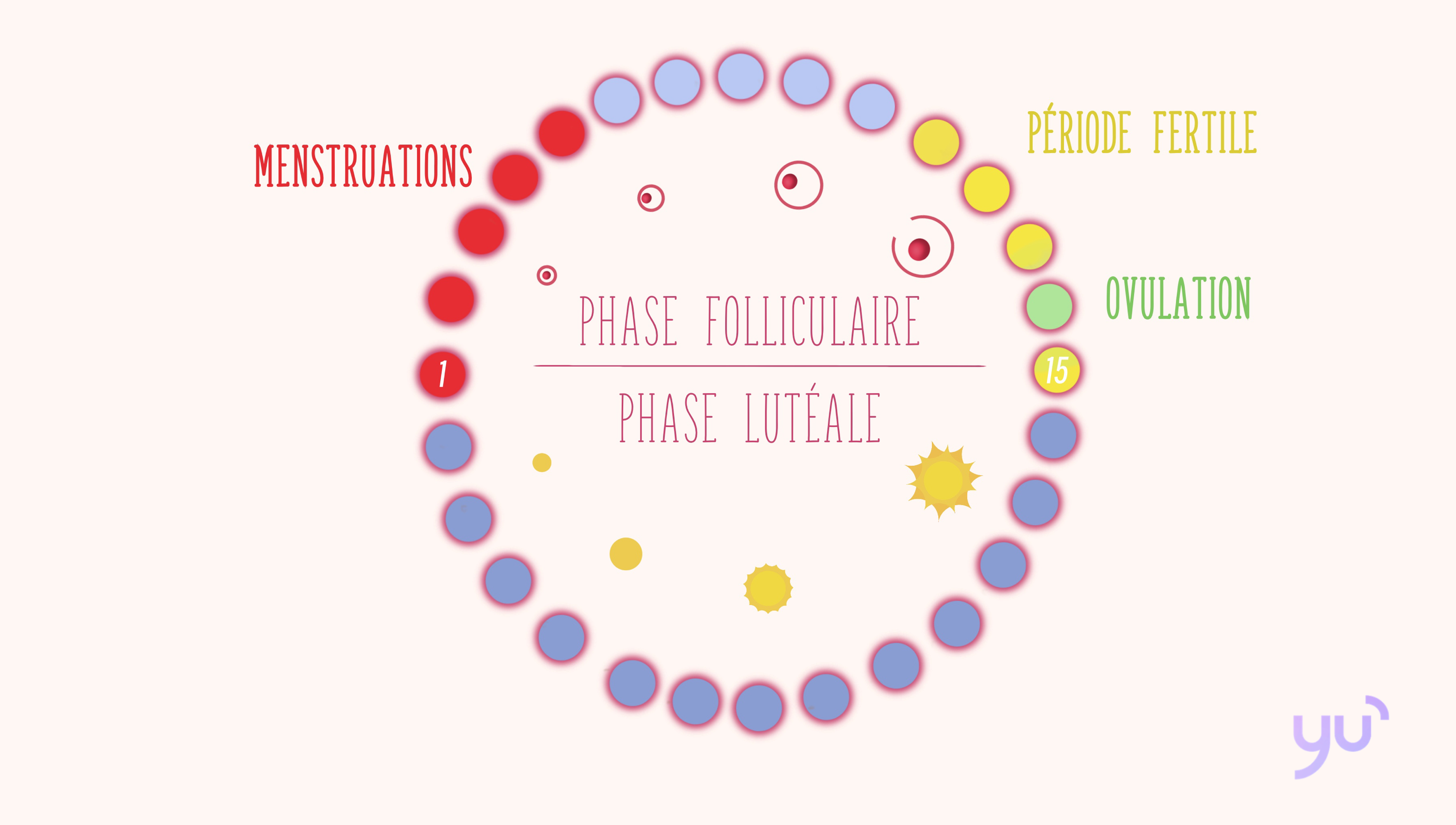 Comprendre les deux phases de votre cycle