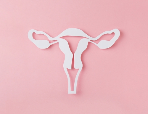 Cycle menstruel : le rôle clé des ovaires et de l’utérus