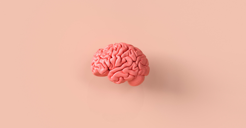 Quand et comment se forme le cerveau du fœtus ?
