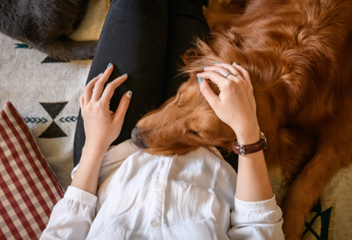 Comment votre chien peut détecter votre grossesse avant vous