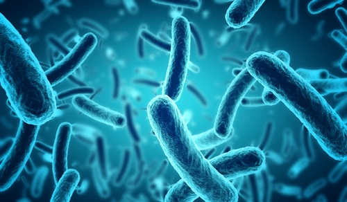 Helicobacter pylori : une bactérie liée aux maladies de la peau
