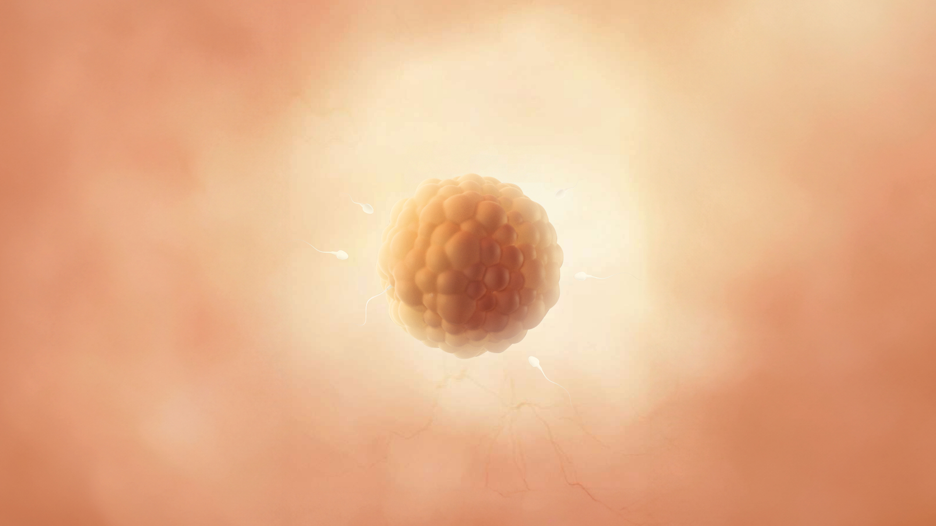 Semaine 2 d’aménorrhée : préparation et fertilité